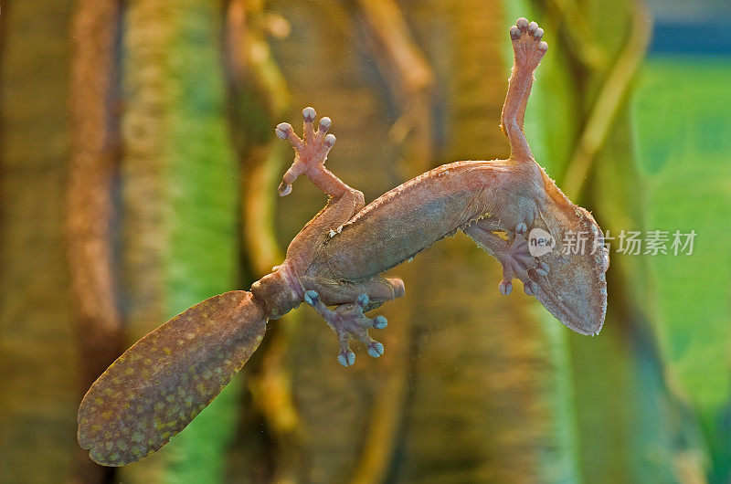 普通的平尾壁虎(Uroplatus fibriatus)是马达加斯加特有的壁虎。它被发现在马达加斯加东部和Nosy Bohara和Nosy Mangabe岛上。这些壁虎生活在热带雨林中。